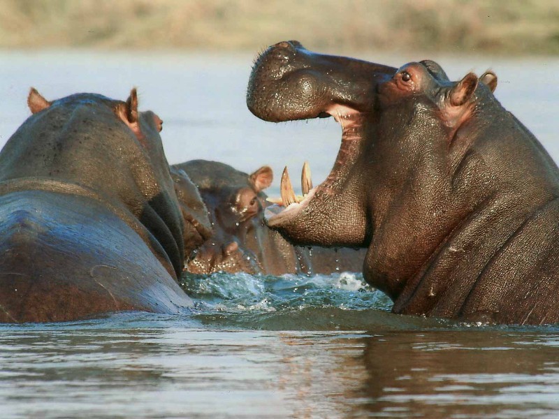Hippopotamus
