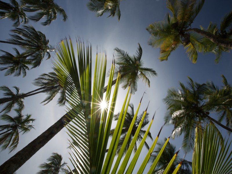 Palmen und Himmel