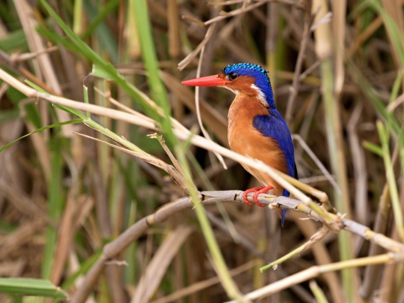 Malachite Kingfisher