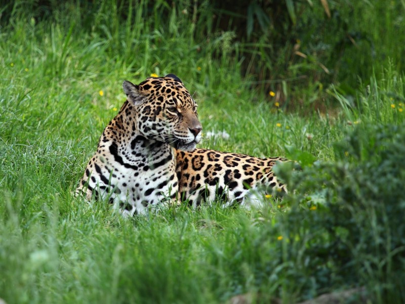 Jaguar