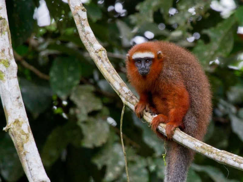 Napo Wildlife Center - Äffchen im Urwald