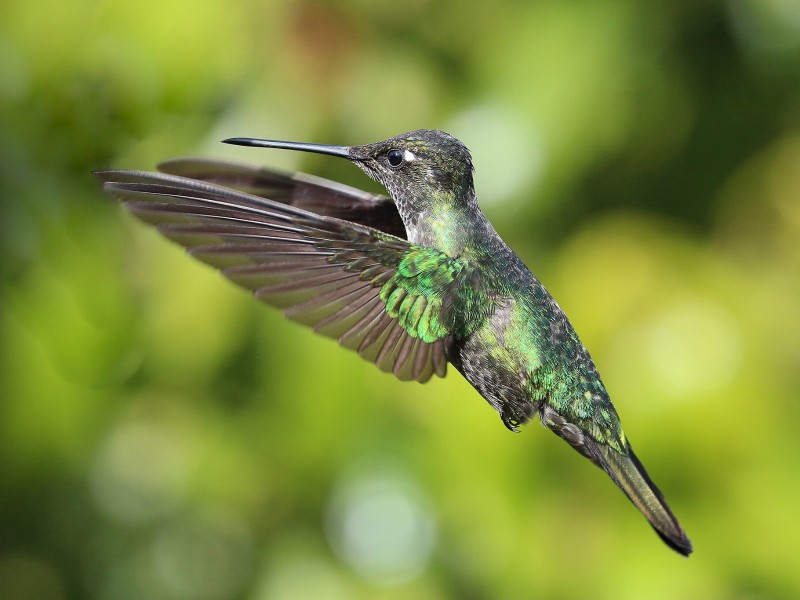 Hummingbird