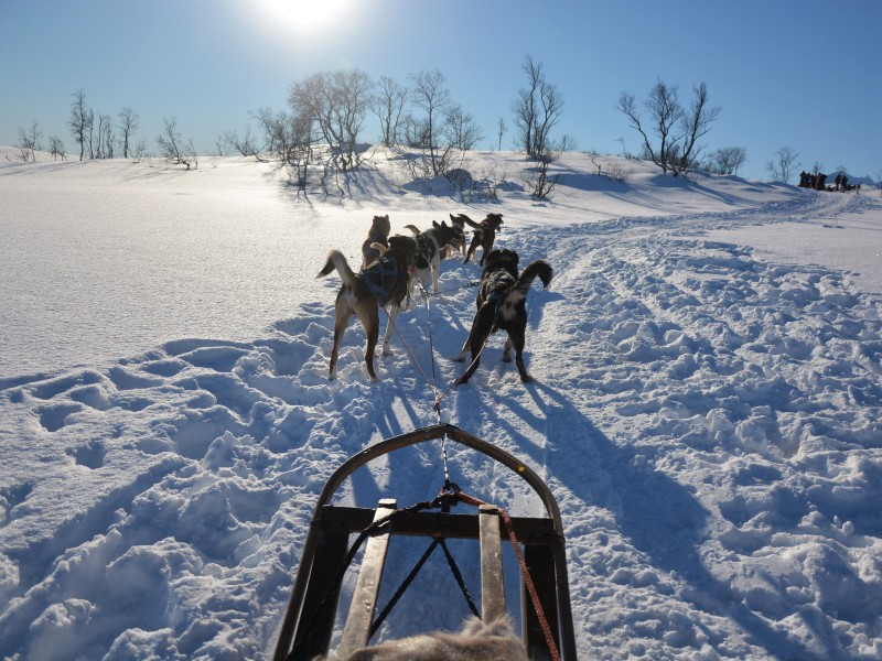 Norway - Tromso - dog sledding