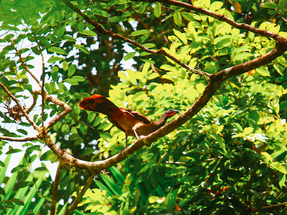 Tobago Main Ridge Forest Bird