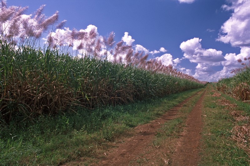 Zuckerrohrfelder
