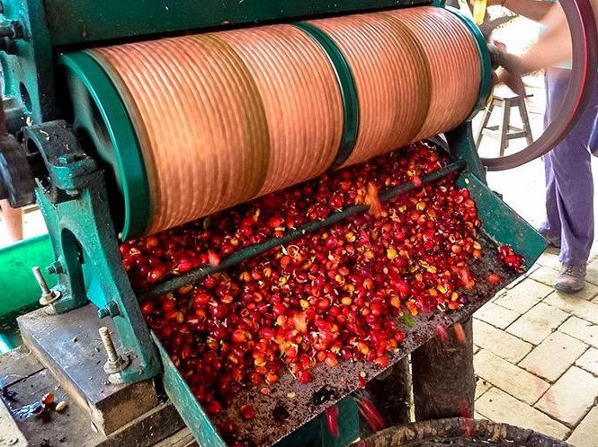 Manizales Coffee Experience