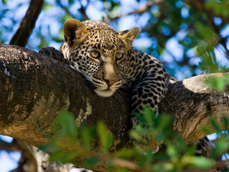 Tanzania - Leopard