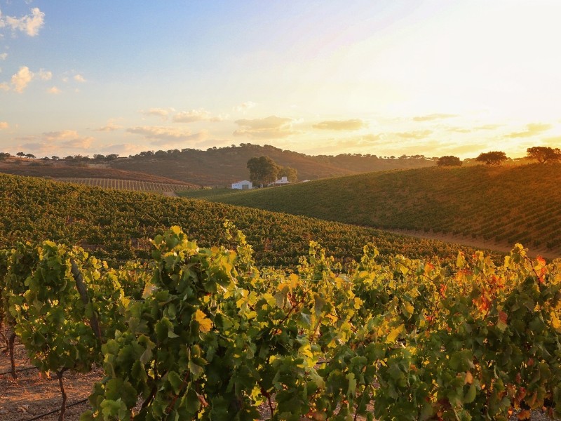 Vineyard