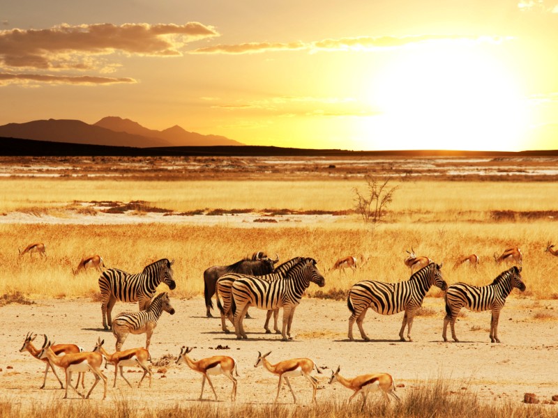 Namibia - Etosha National Park