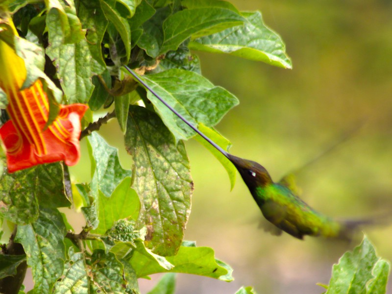 Schwertschnabelkolibri