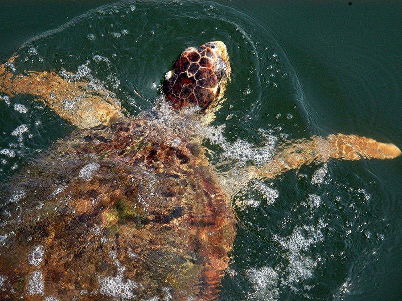 Turkey - Turtle