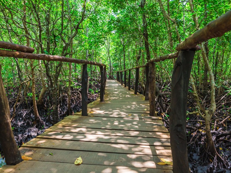 Tranquil Beauty of Jozani Mangroves