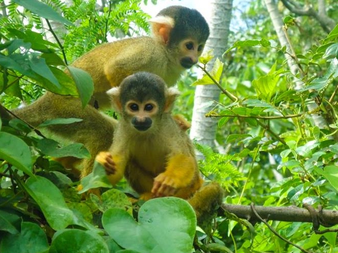Bolivian Amazon Pampas Adventure 3D/2N