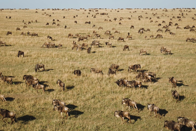 Hot Air Balloon Safari 