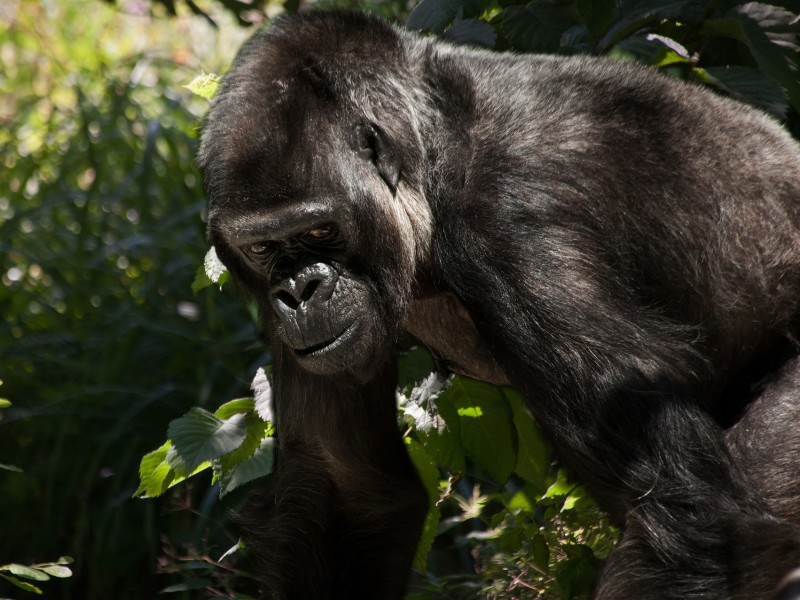 Gorilla