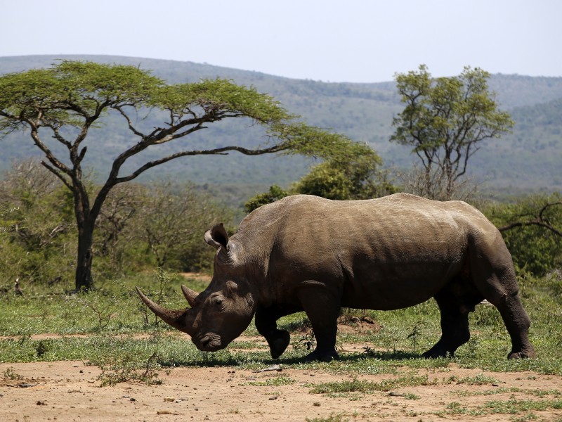 South Africa - Hluhluwe 