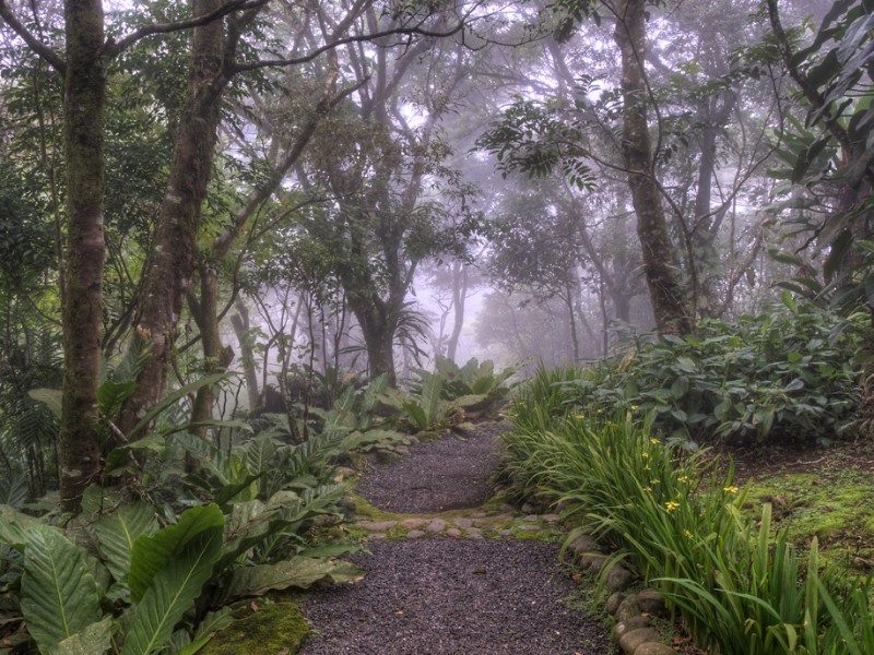 Monteverde Lodge & Gardens Nebelwald