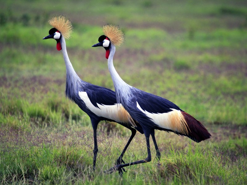 Kenya - Amboseli NP
