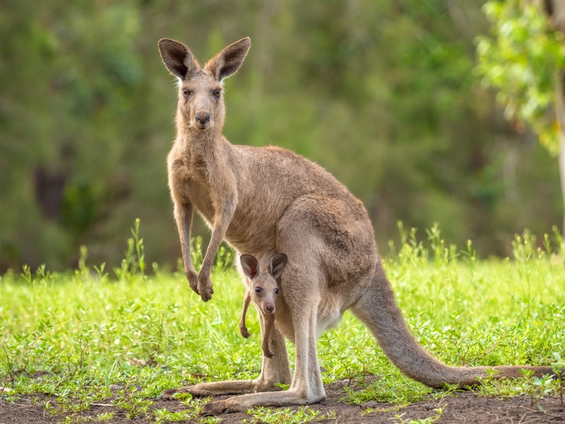 Australia - kangaroo