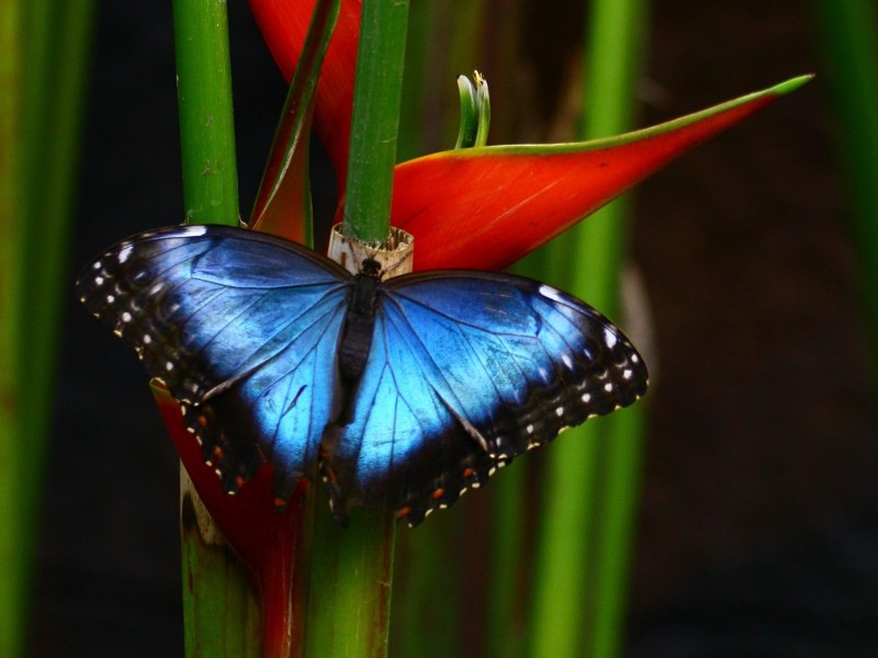 Blauer Morpho
