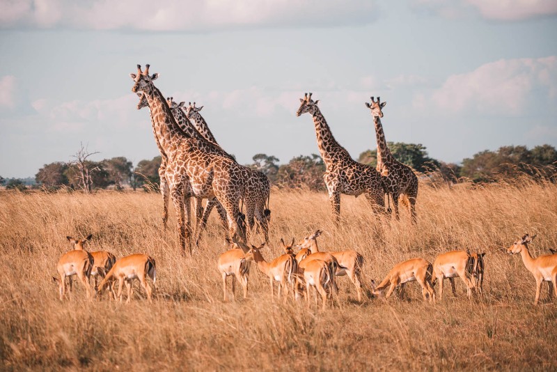 Mikumi Game Drive
