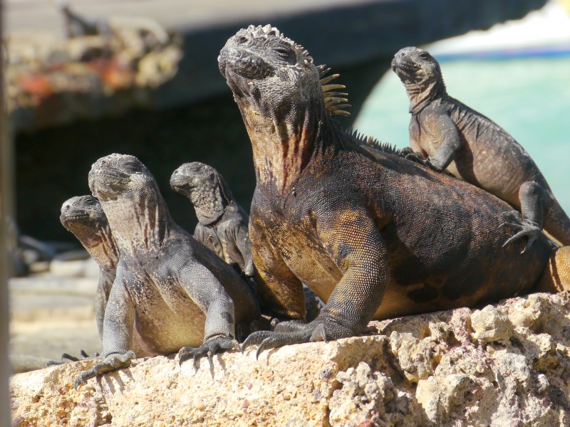 Marine Iguanas