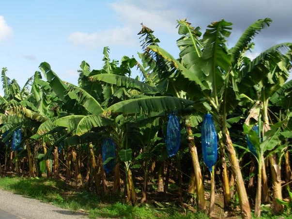 BANANA FIELD ON SOUFRIER ISLAND DELIGHT 