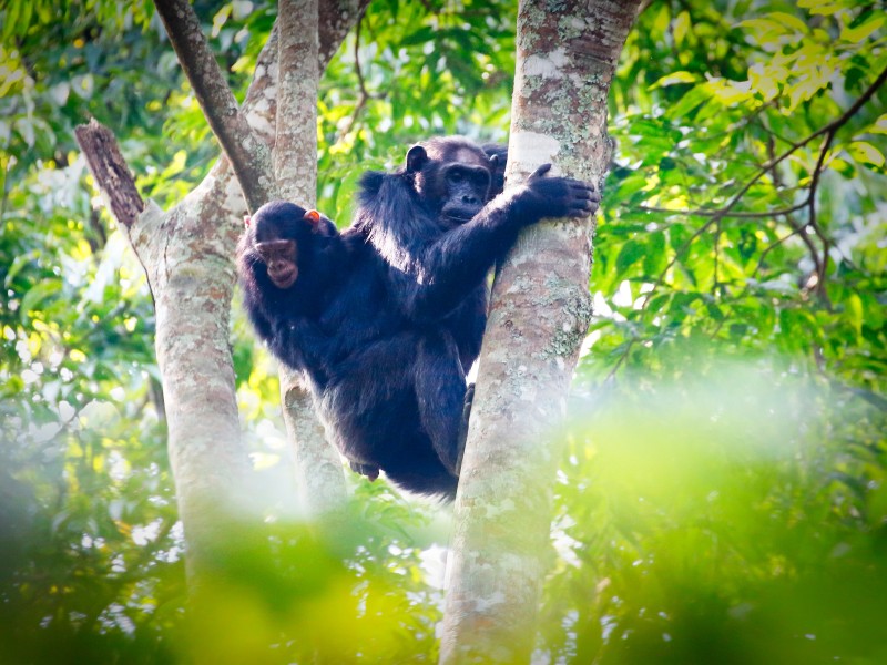 Schimpansen Nyungwe Forest National Park