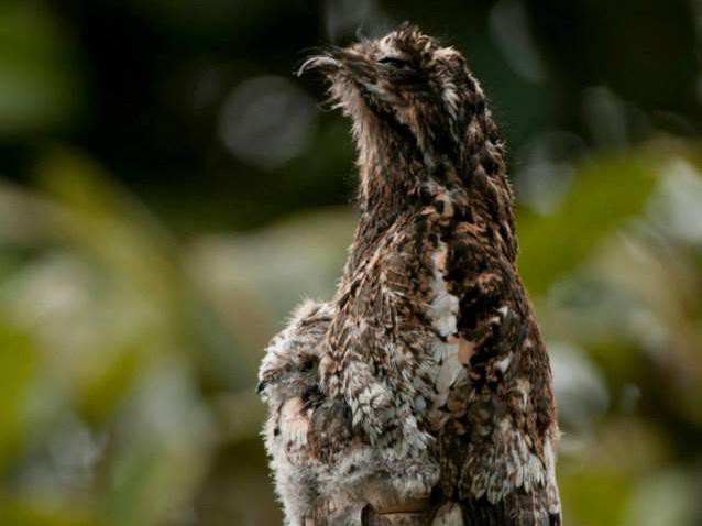 Andentagschläfer (Nyctibius maculosus)