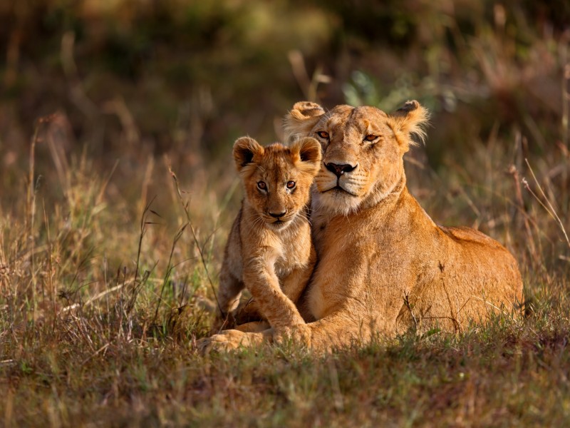 Kenya - Lions