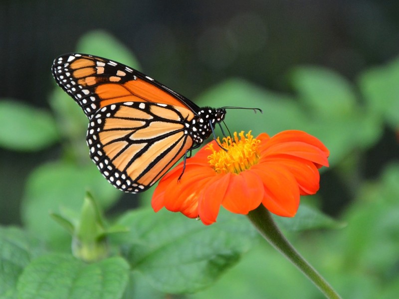 Monarch butterfly