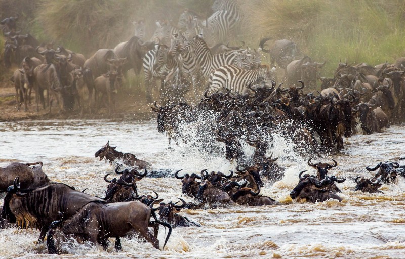 Wildebeest