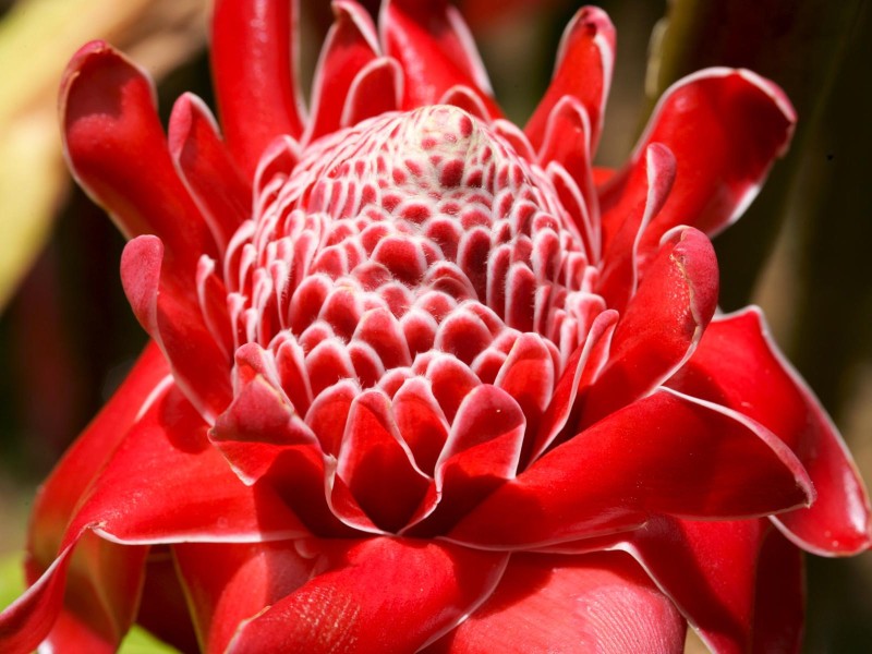 Blume