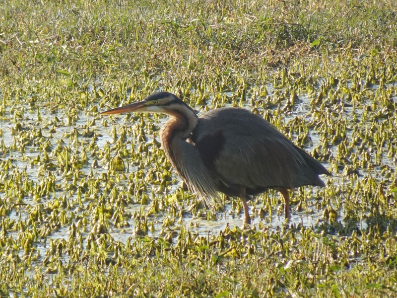Purple Heron