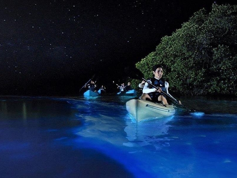 Bioluminescence Tour in Kayak