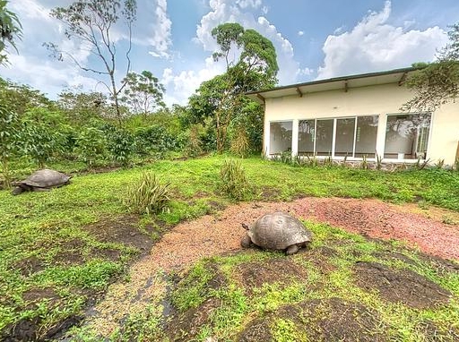Frei herumkriechende Riesenschildkröten