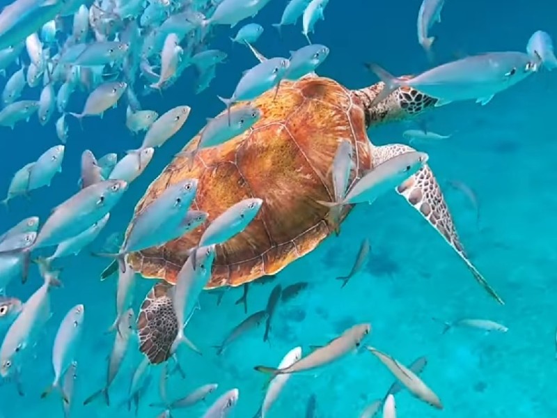 Snorkeling in Carlisle Bay
