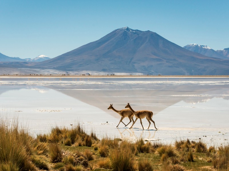 Chile - Vicunjas in Ascotan Wüste