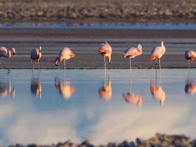 El Tatio Geysers Tour