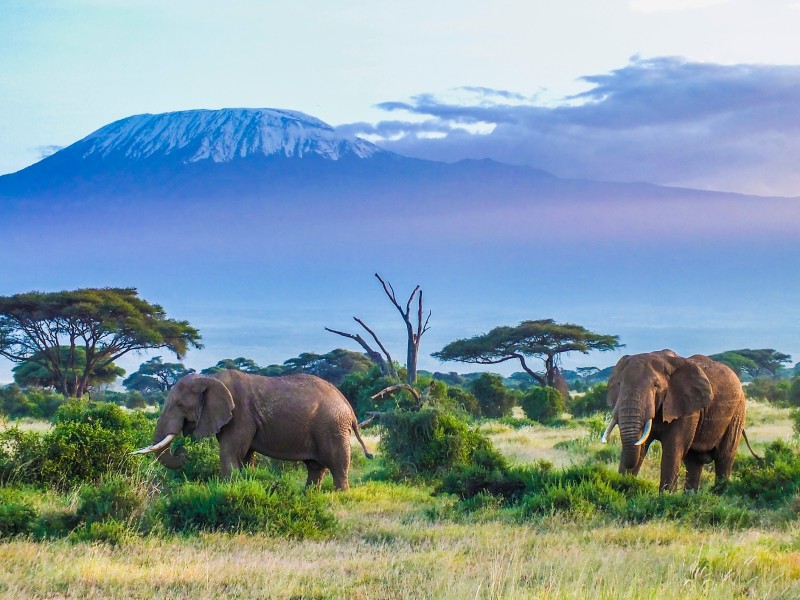 Elefanten-Kilimandscharo-Kenia
