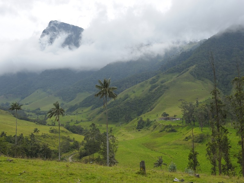 Valle de Cocora bei Salento