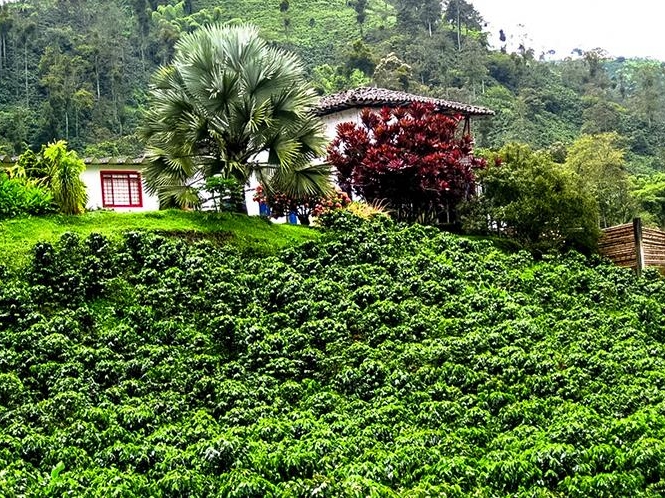 Manizales Coffee Experience