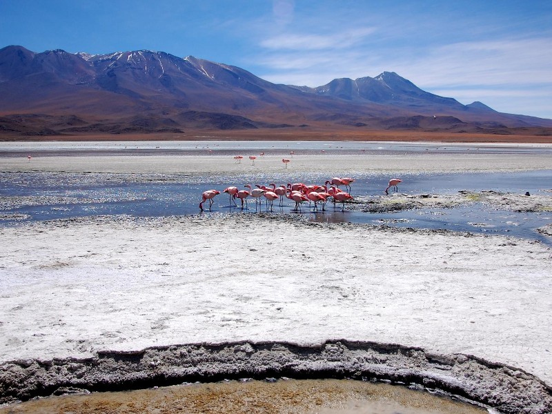 Bolivien - Lagune mit Flamingos