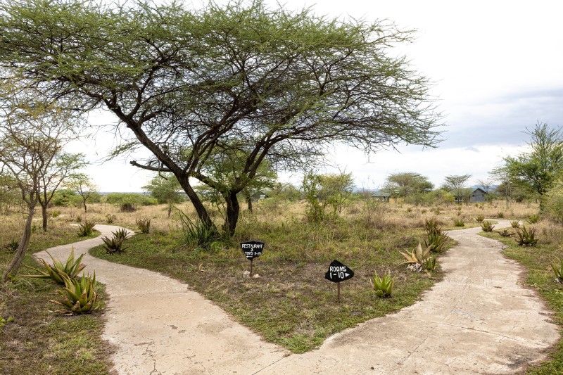 Africa Safari Serengeti Ikoma Garden