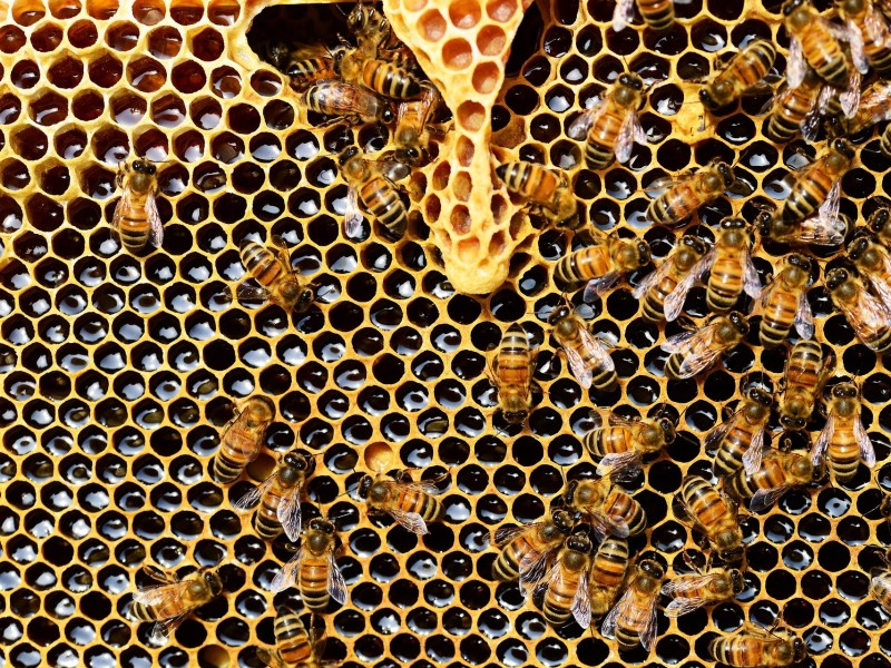 Honeycomb