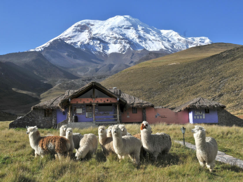 Lamas in freier Wildbahn