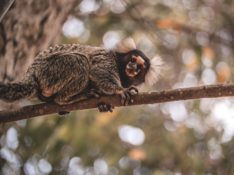 Marmoset monkey