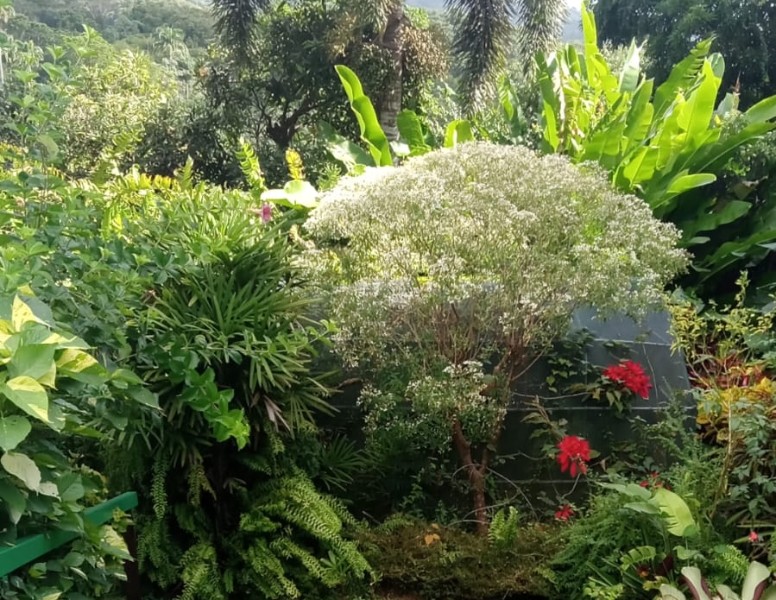 Gemma Garden