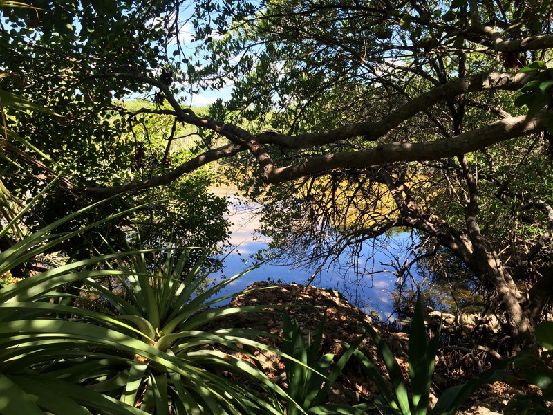 Laguna de Oviedo - Mangroven