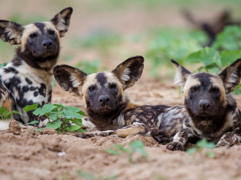 African wild dog